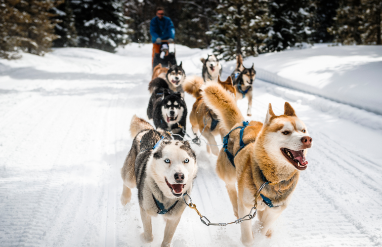 PETA Persuades AARP To Cut Dogsledding From Programming